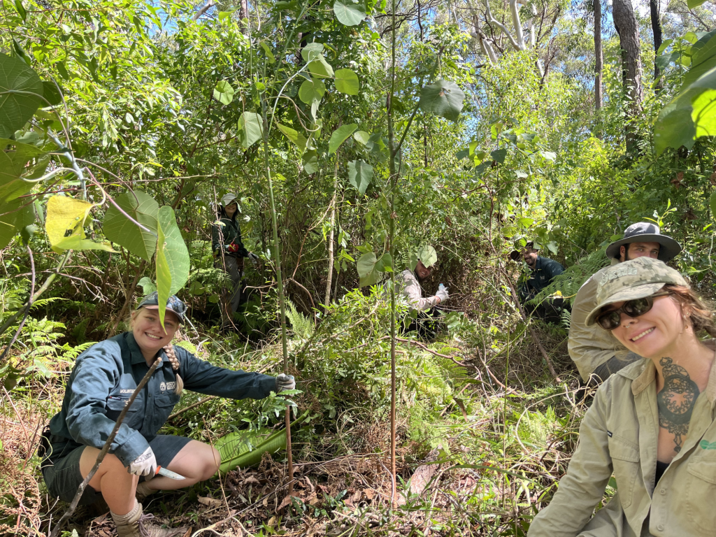 A group of conservation volunteers working together in a dense, green bushland at a Friends of Burleigh Knoll Conservation Park volunteer event on the Gold Coast. Two volunteers are smiling at the camera while others are engaged in environmental work in the background.