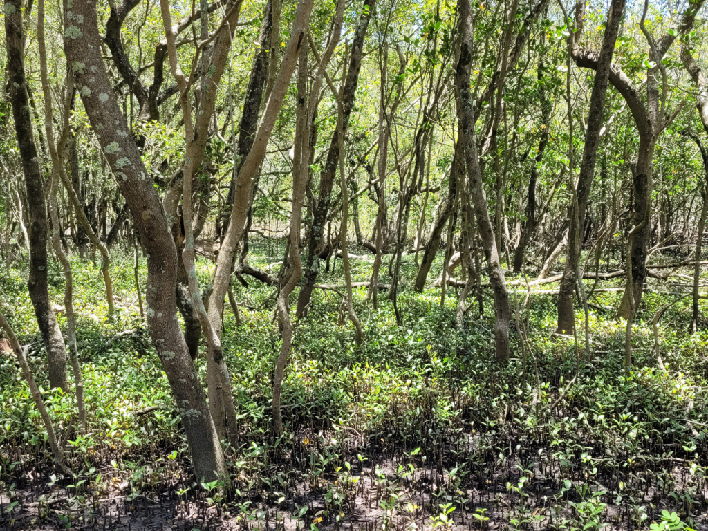 A dense mangrove forest with slender trees and lush green undergrowth, showcasing a healthy ecosystem.