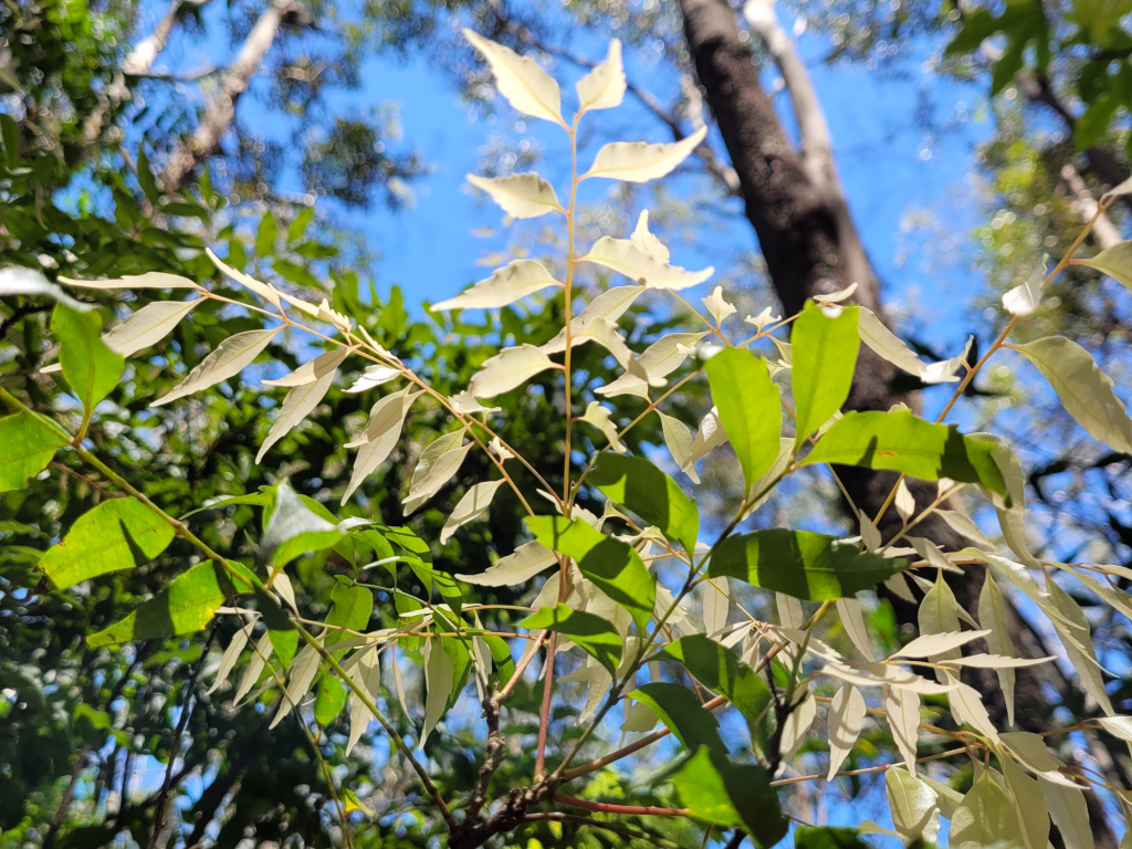 Green and pale leaves of a plant with a blue sky in the background, surrounded by trees.