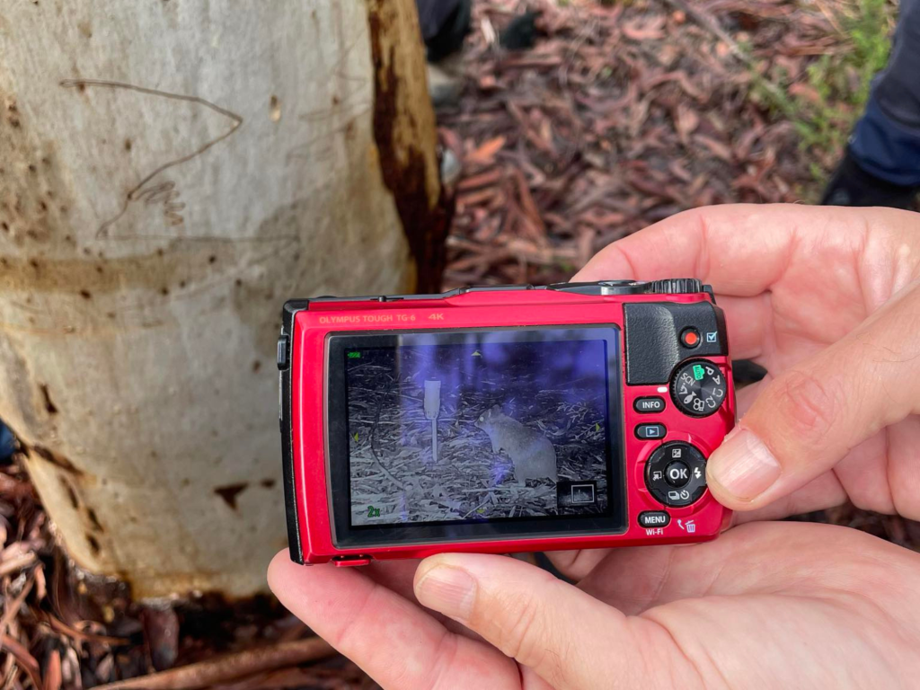 A person holding a red Olympus Tough TG-6 camera displaying an image of a small animal in a natural setting, with a tree bark in the background.