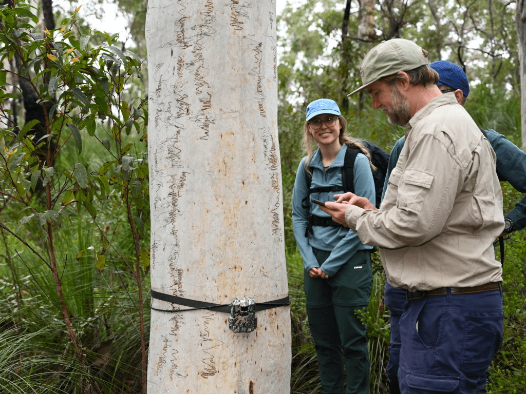 A group of people observing a tree marked with carvings in a natural forest setting, with a camera trap attached to the tree.