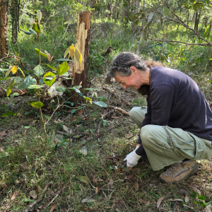 A volunteer crouching on the forest floor, removing weeds in Nerang National Park on the Gold Coast.