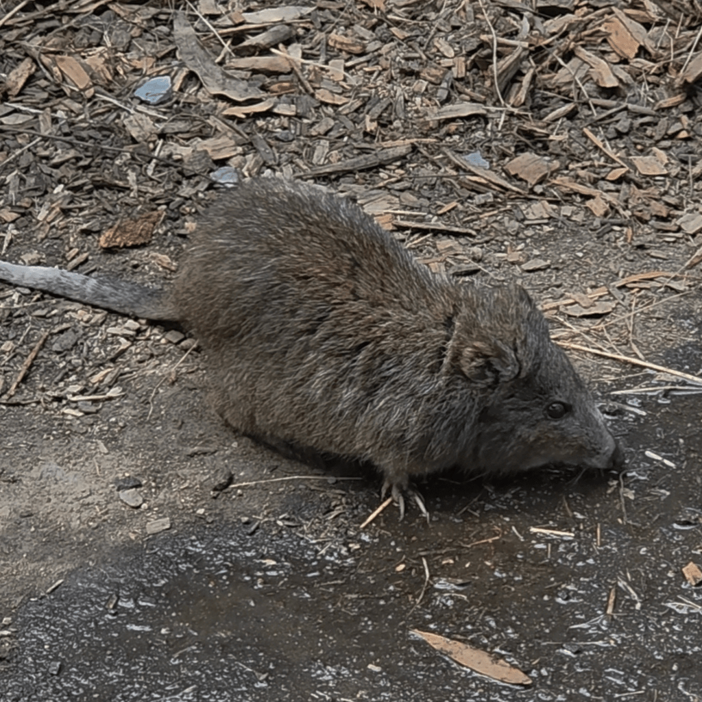 A close-up of a small, fluffy mammal foraging on the ground, surrounded by small pieces of bark and dirt.