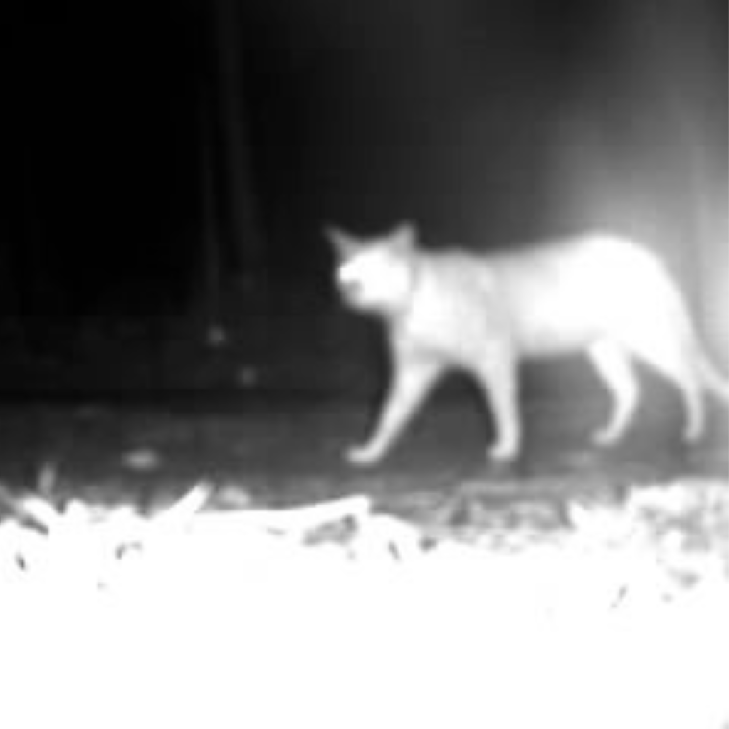 Blurred image of a cat walking in low-light conditions.