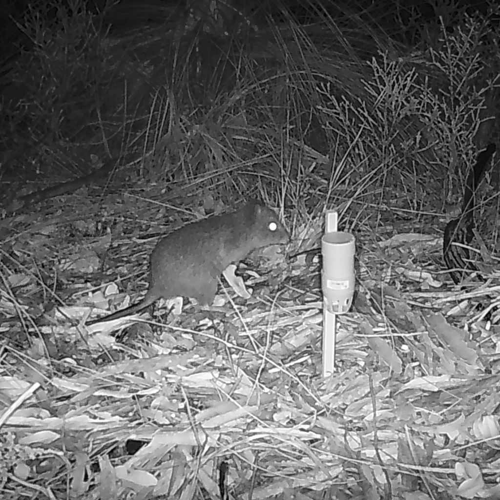 A small marsupial foraging in a dark, grassy area near a wildlife camera in black and white.
