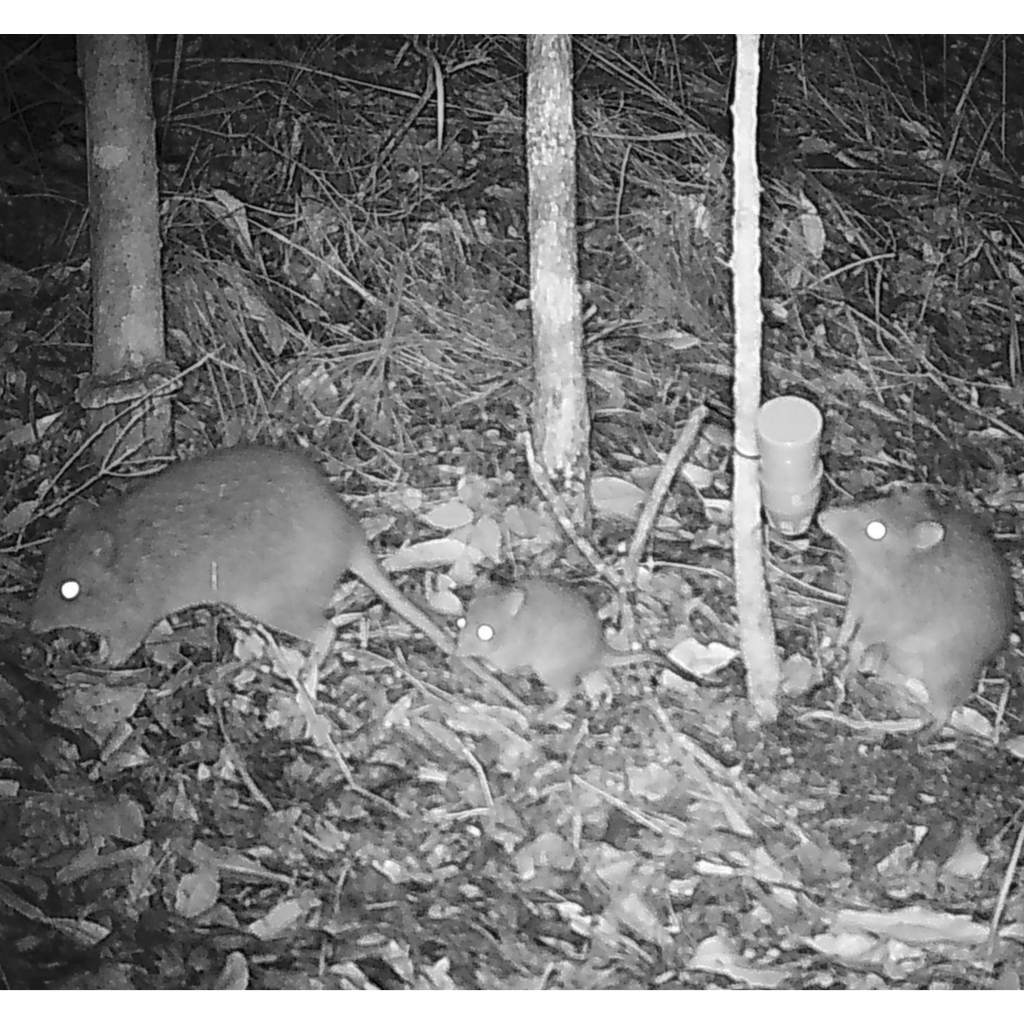 A group of three small marsupials foraging on the forest floor at night, with two adults and one juvenile, surrounded by vegetation and tree trunks.