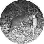 A small marsupial foraging on the ground at night, next to a camera trap in a natural environment.