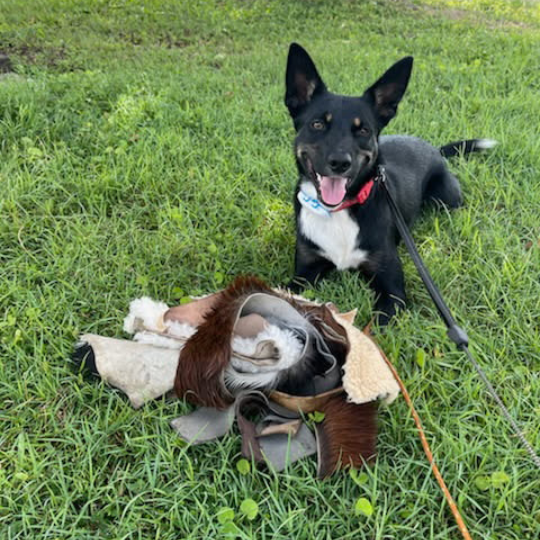 A happy black and white dog sitting on green grass next to a pile of various leather and fabric materials.