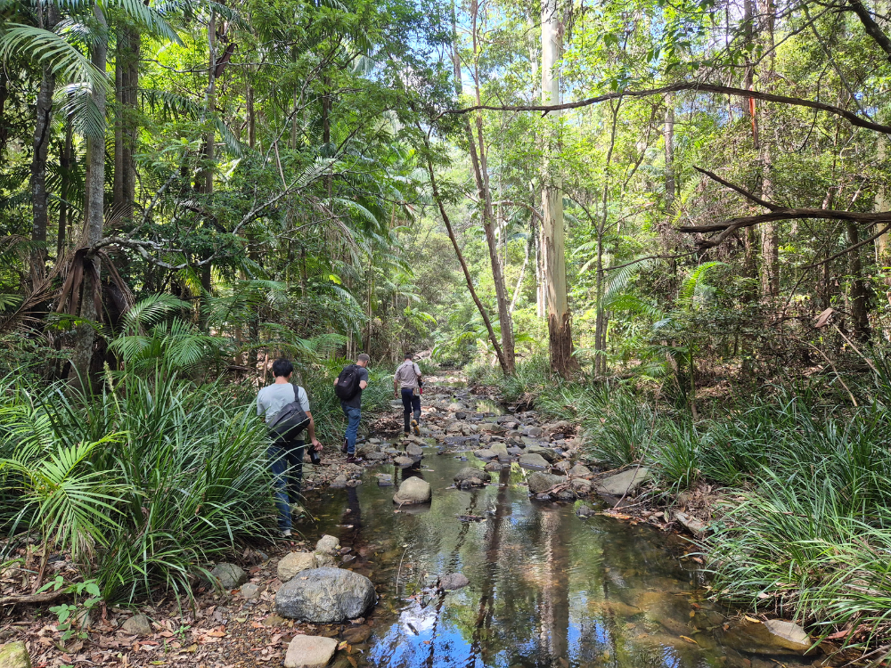 Three people walking along a rocky creek in a lush green forest.