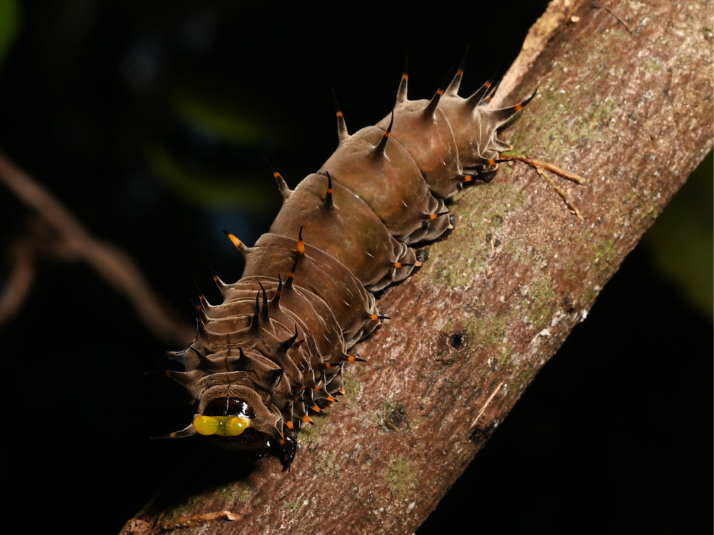Close-up of a large, spiny caterpillar on a tree branch, featuring yellow eyes and prominent spikes.