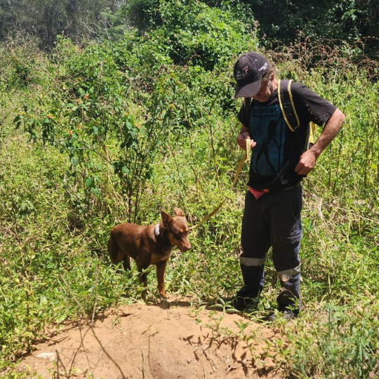 A person standing in a bushy area holding a leash attached to a brown dog, surrounded by green vegetation.