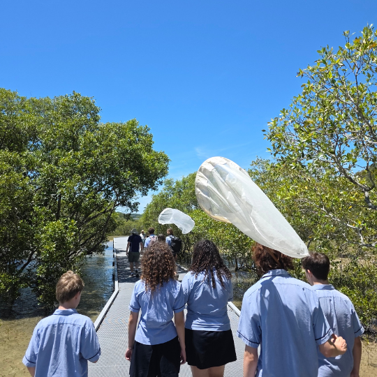 A group of students walking along a boardwalk through a mangrove area, some carrying nets, on a sunny day.