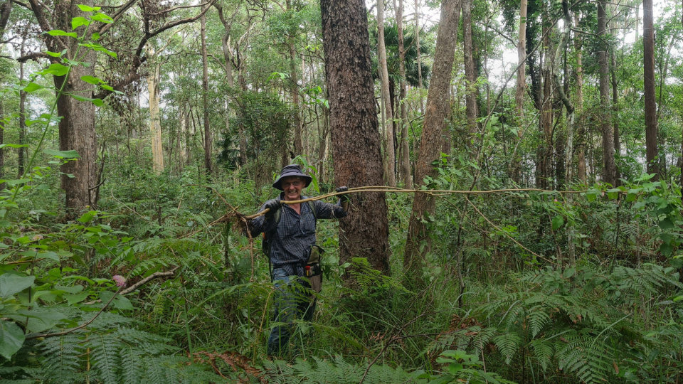 A volunteer removing lantana in the Sunshine Coast Hinterland at a Friends of Ferny Forest event led by Queensland Parks and Wildlife Service and Partners