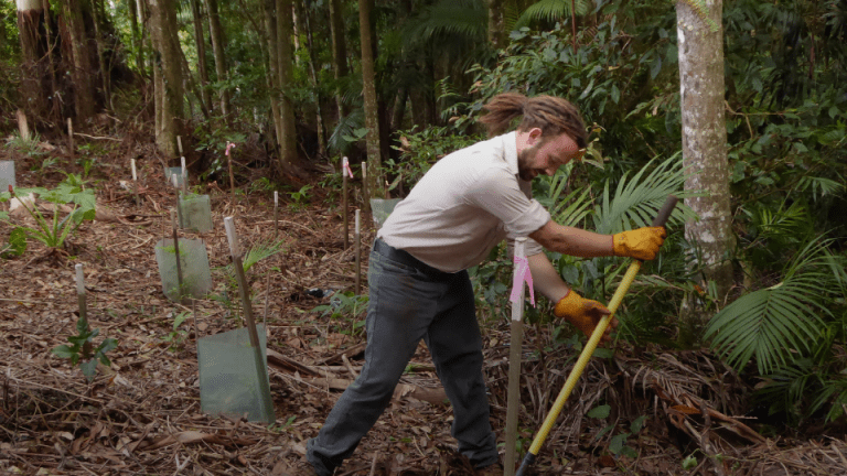 A conservation volunteer digging a hole to plant a tree in Tamborine National Park, in the Gold Coast Hinterland, as part of the environment group Friends of Tamborine National Park in the Scenic Rim.