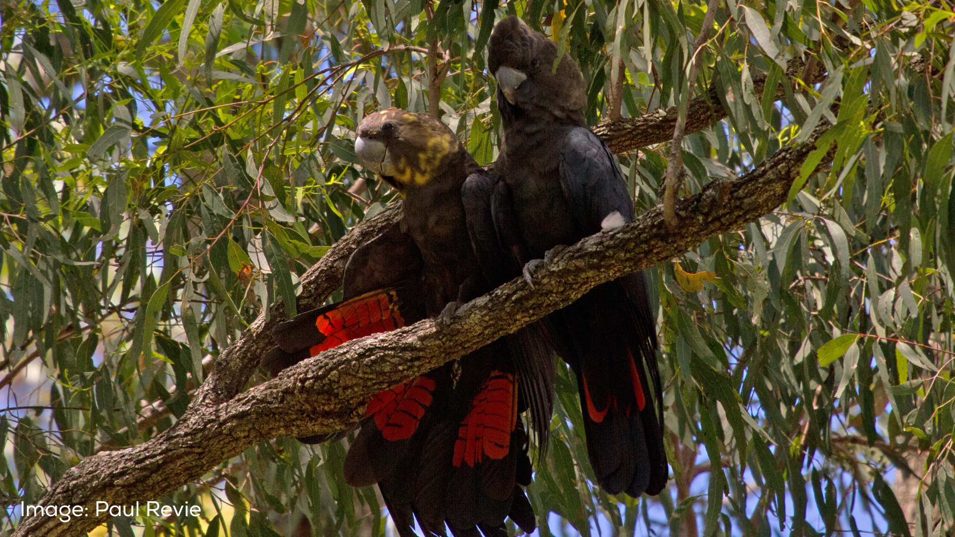 Two glossy black-cockatoos for the Great Glossy Count
